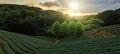 Tea plantation landscape sunset, Taiwan Royalty Free Stock Photo