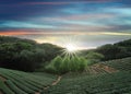 Tea plantation landscape sunset, Taiwan Royalty Free Stock Photo