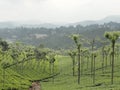 Tea Plantation Landscape view with mountains of Ooty India