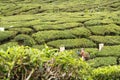Tea Plantation Royalty Free Stock Photo