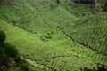 Tea Plantation Royalty Free Stock Photo