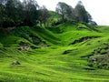 Tea Plantation, Malaysia Royalty Free Stock Photo