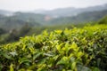 Tea plantation in Malaysia