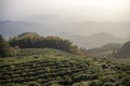 Tea plantation in Moganshan, China