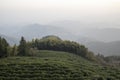 Tea plantation in Moganshan, China