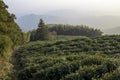 Tea plantation in Moganshan, China