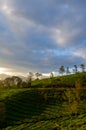 Tea Plantation In The Morning. Between blue hour and golden hour