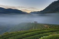 Tea plantation in morning view, Ang-Khang Thailand