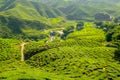 Tea plantation on the mountain - Cameron Highlands