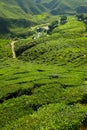 Tea plantation on the mountain - Cameron Highlands