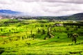 Tea Plantation In Mountain