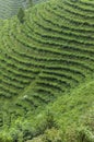 Tea plantation on the mountains Royalty Free Stock Photo