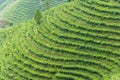 Tea plantation on the mountains Royalty Free Stock Photo