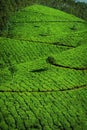 Tea plantation in Munar-India Royalty Free Stock Photo