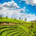 Tea plantation in Munnar