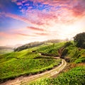 Tea plantation in Munnar