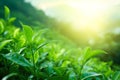 Tea plantation Munnar. Beautiful Nature background. Green fields of tea Royalty Free Stock Photo