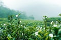 Tea plantation Munnar. Beautiful Nature background. Green fields of tea Royalty Free Stock Photo