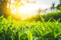 Tea plantation Munnar. Beautiful Nature background. Green fields of tea Royalty Free Stock Photo