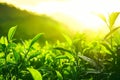 Tea plantation Munnar. Beautiful Nature background. Green fields of tea Royalty Free Stock Photo