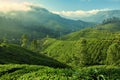Tea plantation in Munnar, Kerala, India
