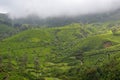 Tea Plantation, Munnar, Kerala, South India.