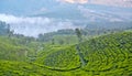 Tea plantations in Munnar, Kerala, South India Royalty Free Stock Photo