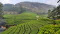 Tea Plantation Munnar