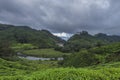 Tea Plantation near Munnar hill Station,Kerala,India