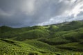 Tea Plantation near Munnar hill Station,Kerala,India