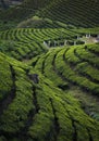 Tea Plantation near Munnar hill Station,Kerala,India