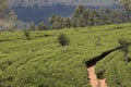 Tea plantation near Nuwara Eliya Royalty Free Stock Photo
