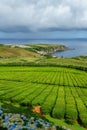 Tea plantation on the north coast of Sao Miguel Island in the Azores. Rural landscape with tea growing farm. Beautiful hydrangeas Royalty Free Stock Photo