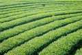 Tea plantation in northen thailand