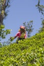 Tea plantation in Nuwara, Sri Lanka