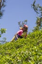 Tea plantation in Nuwara, Sri Lanka