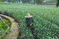 Tea plantation and old woman work at garden.