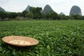 A tea plantation outside Guilin in Guangxi province, south-west China Royalty Free Stock Photo