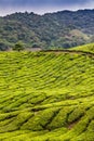 Tea Plantation with Path-Cameron Highland,Malaysia
