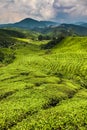 Tea Plantation with Path-Cameron Highland,Malaysia