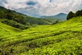 Tea Plantation with Path-Cameron Highland,Malaysia