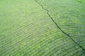 Tea plantation. Picturesque aerial view of the green striped surface.