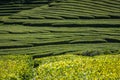 Tea plantation in Porto Formoso. Amazing landscape of outstanding natural beauty