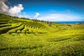 Tea plantation in Porto Formoso. Amazing landscape of outstanding natural beauty. Azores, Portugal Europe.