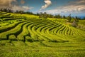 Tea plantation in Porto Formoso. Amazing landscape of outstanding natural beauty. Azores, Portugal Europe.