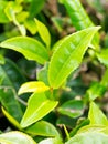 Tea plantation in Porto Formoso, Azores, Portugal