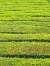 Tea plantation in Porto Formoso, Azores, Portugal