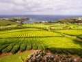 Tea plantation in Porto Formoso, Azores, Portugal