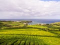 Tea plantation in Porto Formoso, Azores, Portugal