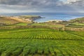 Tea plantation Porto Formoso